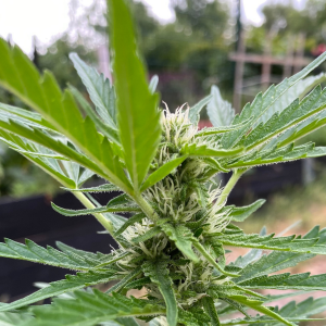 Nordkraut Wedding Cake Auto