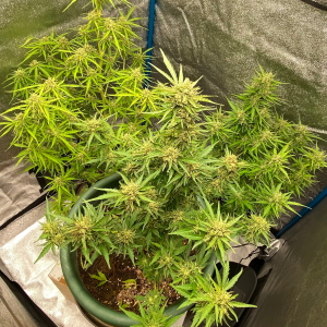 Nordkraut Wedding Cake Auto