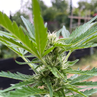 Nordkraut Wedding Cake Auto