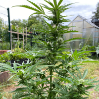 Nordkraut Wedding Cake Auto