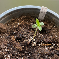 Nordkraut Wedding Cake Auto