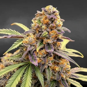 Nordkraut Zkittlez