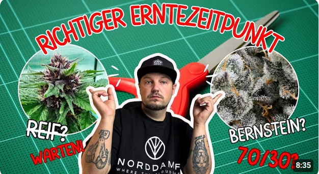 Erntezeitpunkt