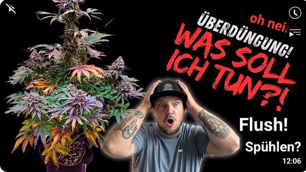 Hanfüberdüngung