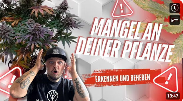 Mangelerscheinungen