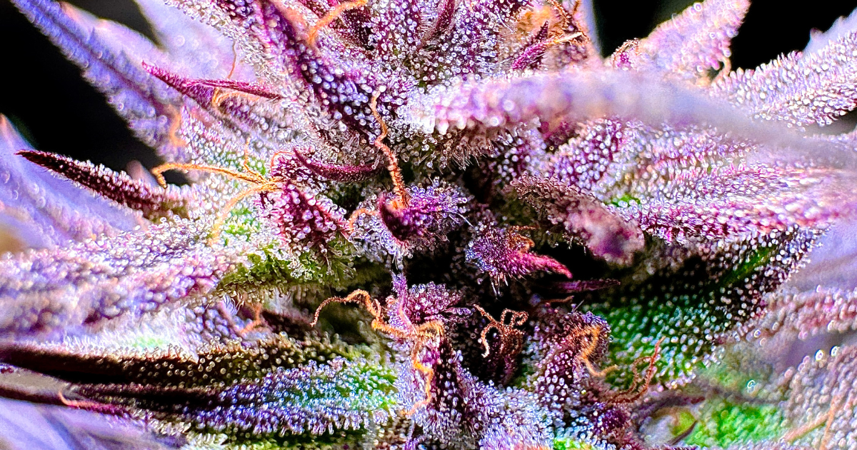 Afghan Kush Strain
