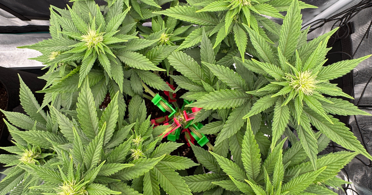 Afghan Kush Strain Pflanzen