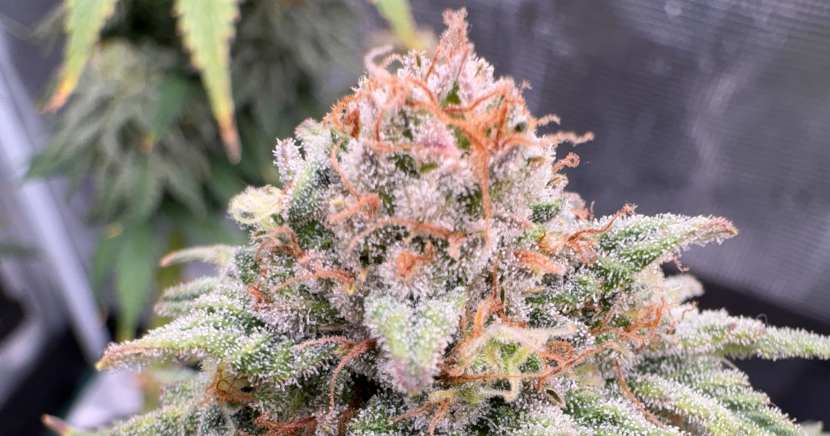 Afghan Kush