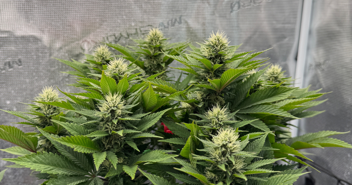 Hanfpflanze im Growzelt