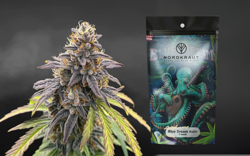 NORDKRAUT Blue Dream Auto Cannabis Samen