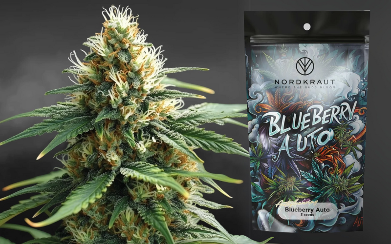 NORDKRAUT Blueberry Auto Cannabis Samen