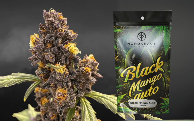 NORDKRAUT Black Mango Auto Cannabis Samen für den besten Outdoor Grow