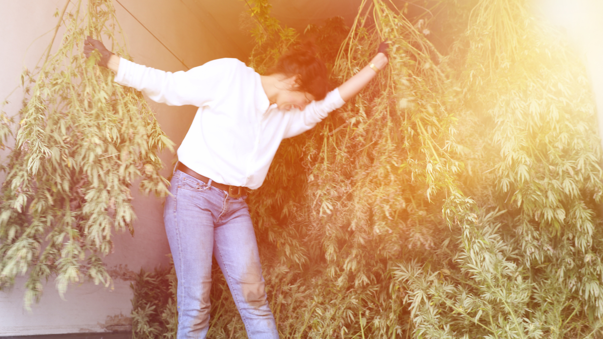 Bud Washing Hanf trocknen