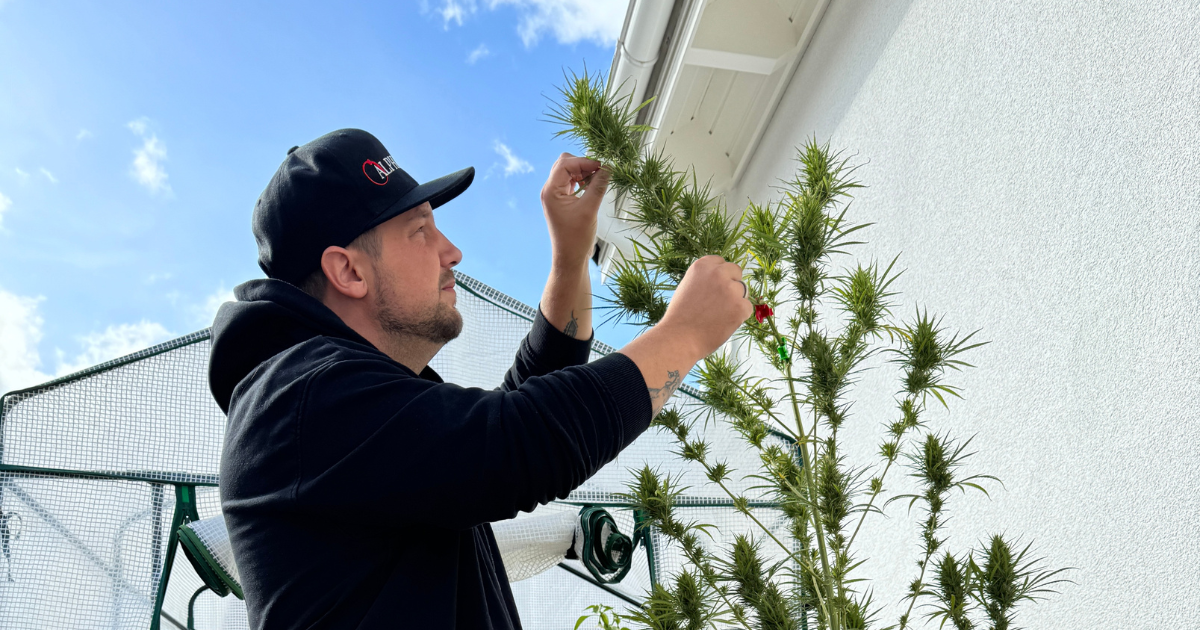 Cannabis anbauen auf dem Balkon