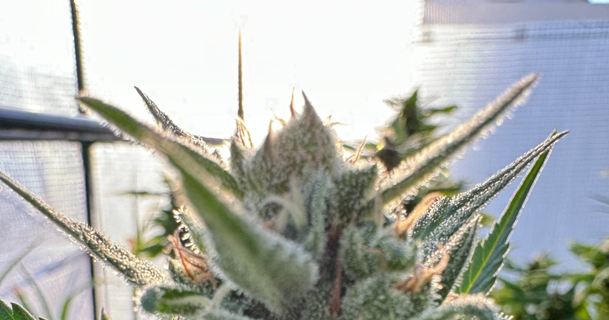 Cannabis anbauen auf dem Balkon