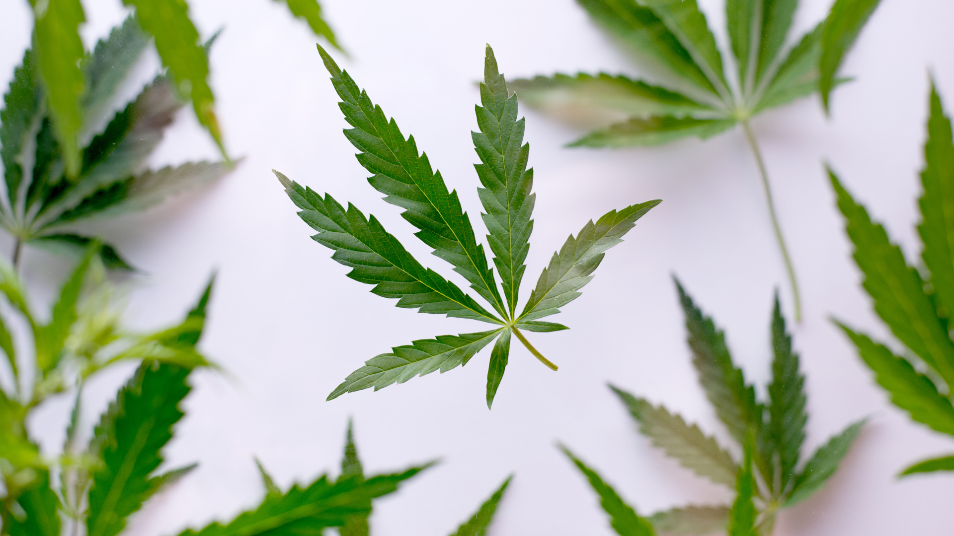Cannabis