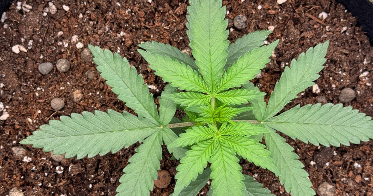 Cannabis Erde