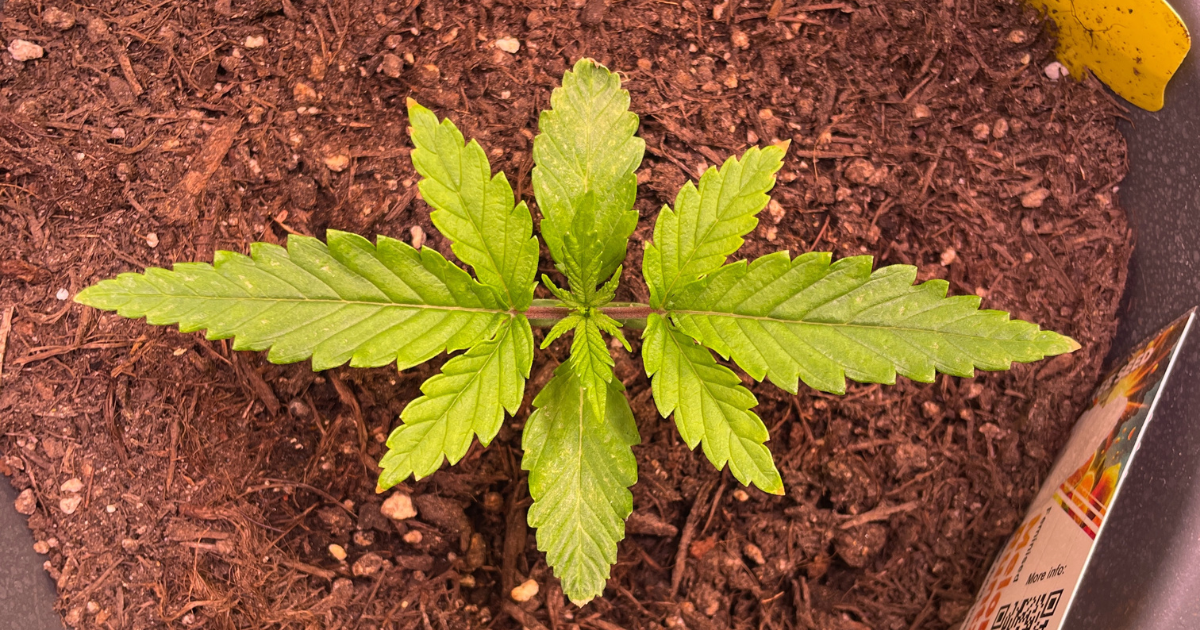 Cannabis Erde