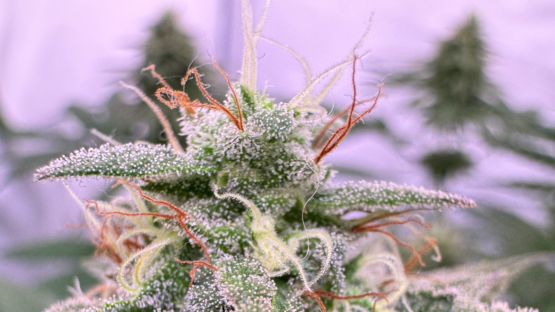 Cannabis Pflanze