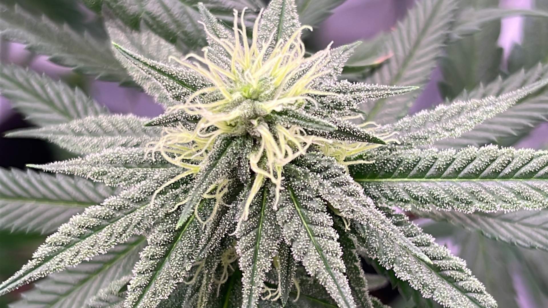 Cannabispflanze von Nahe
