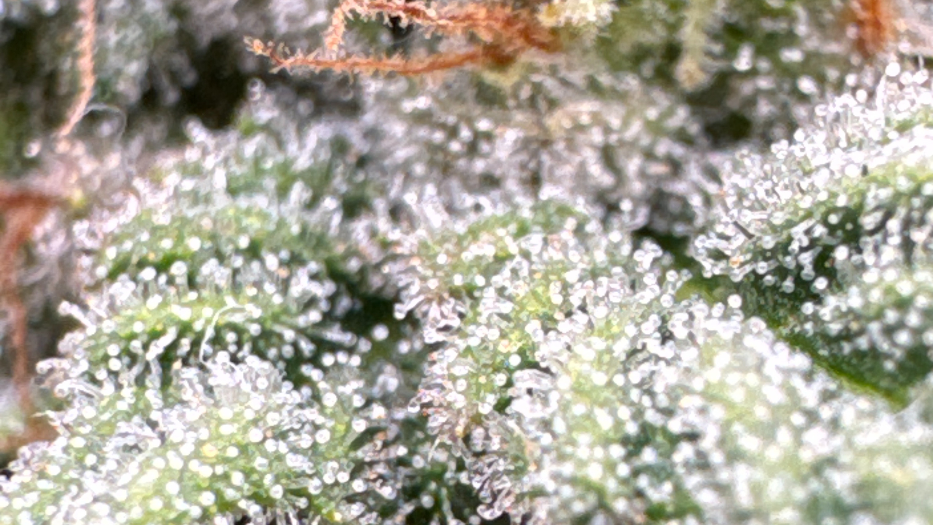 Cannabis Trichom