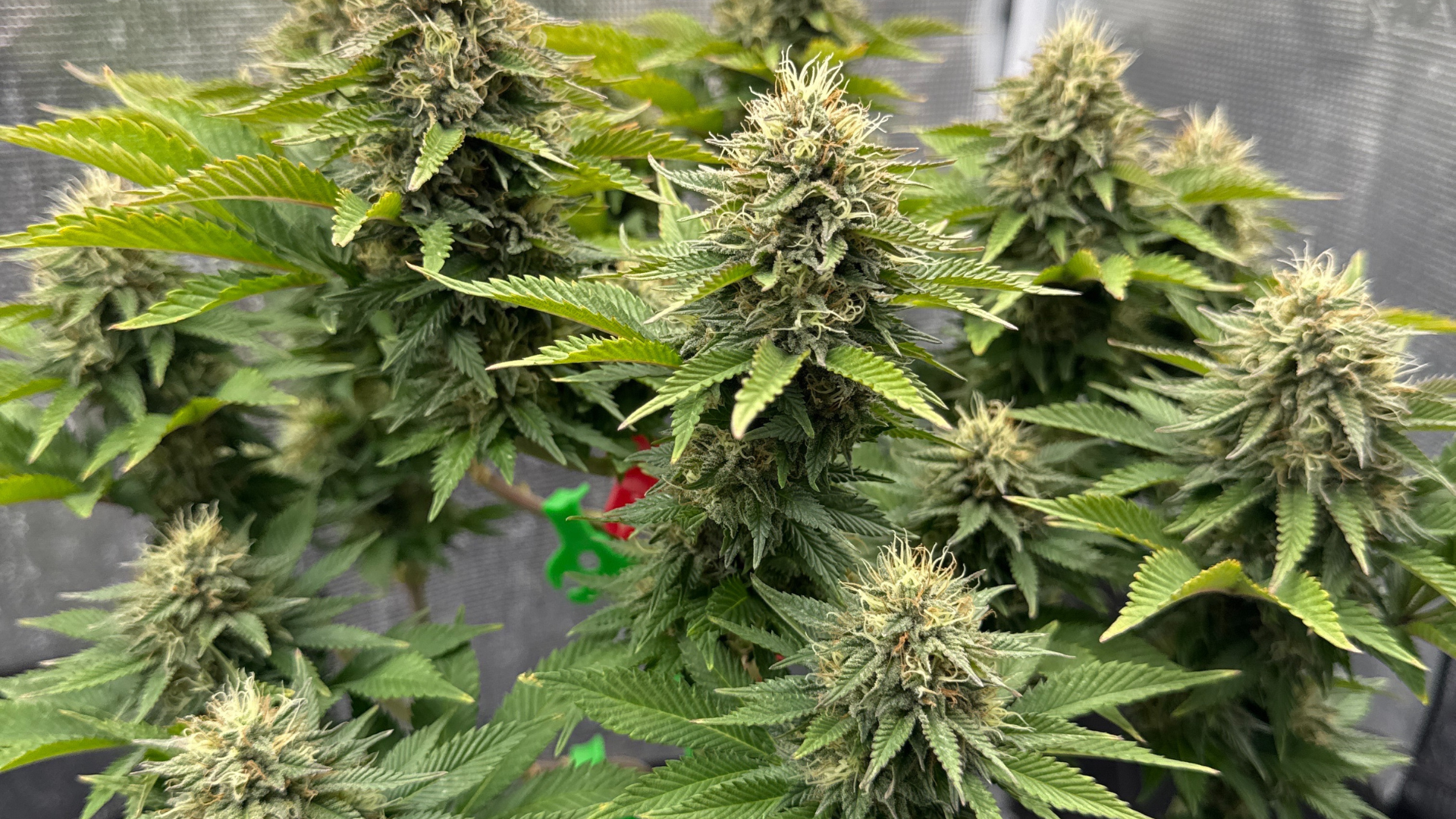 Hanpflanzen im Growzelt
