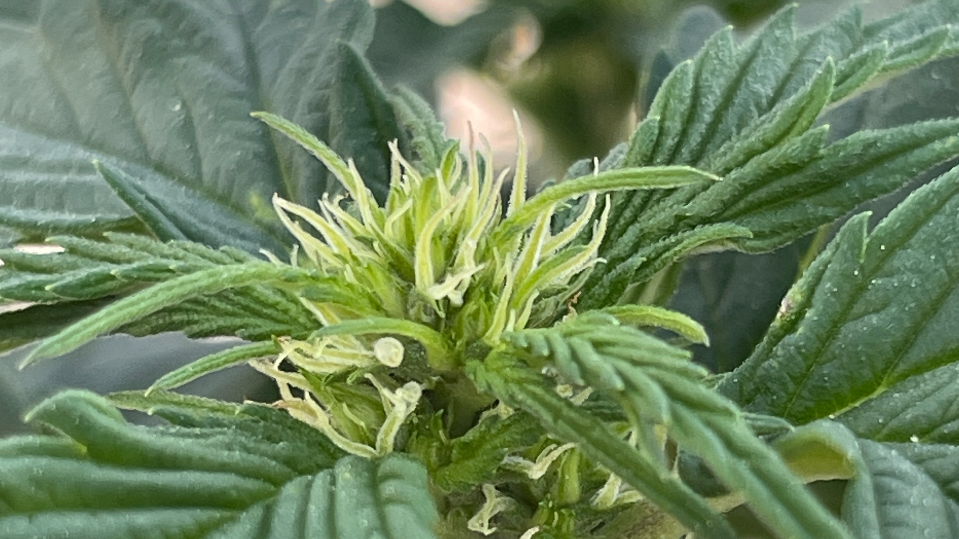 Cannabis Erde