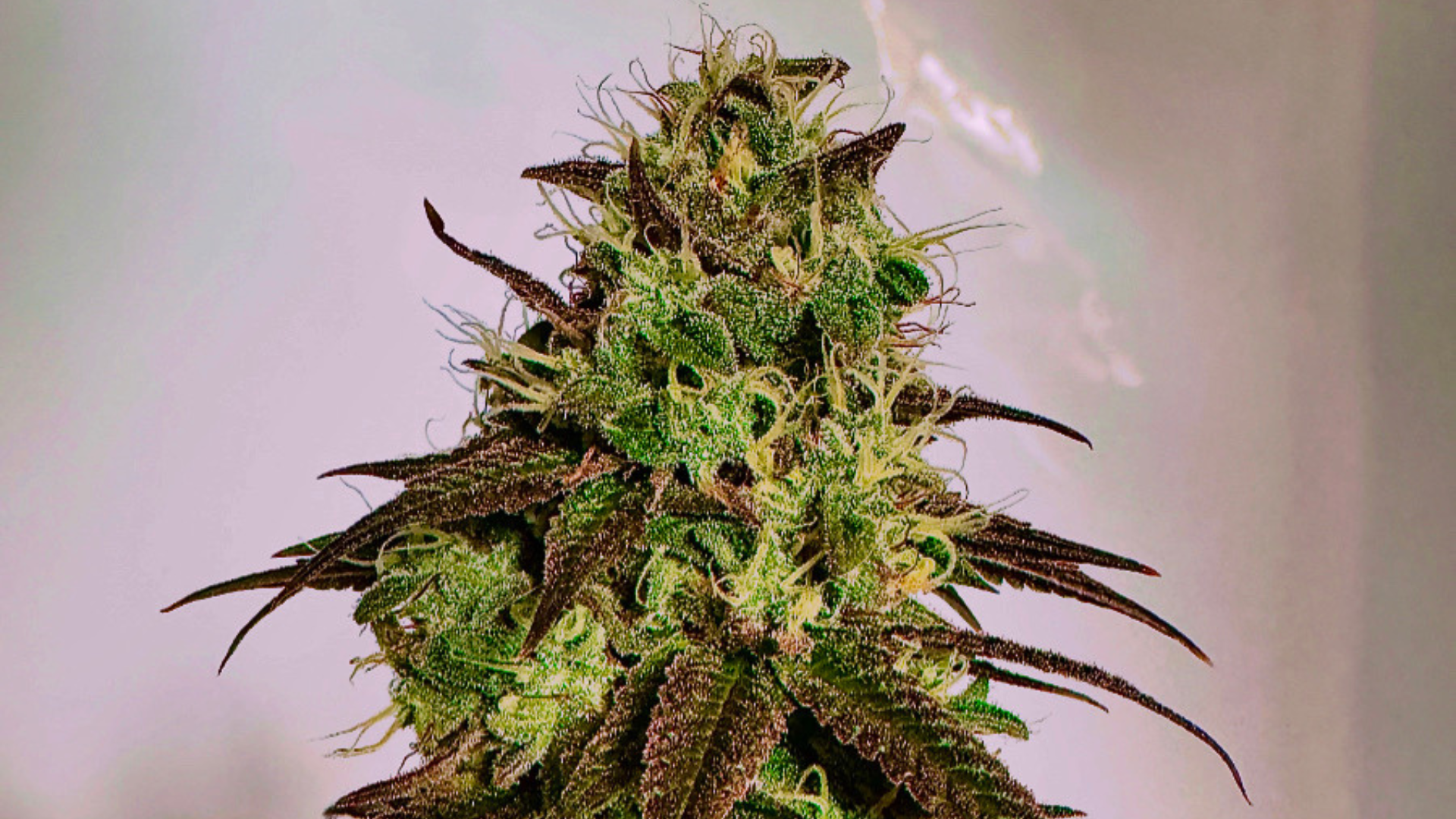 Cannabis