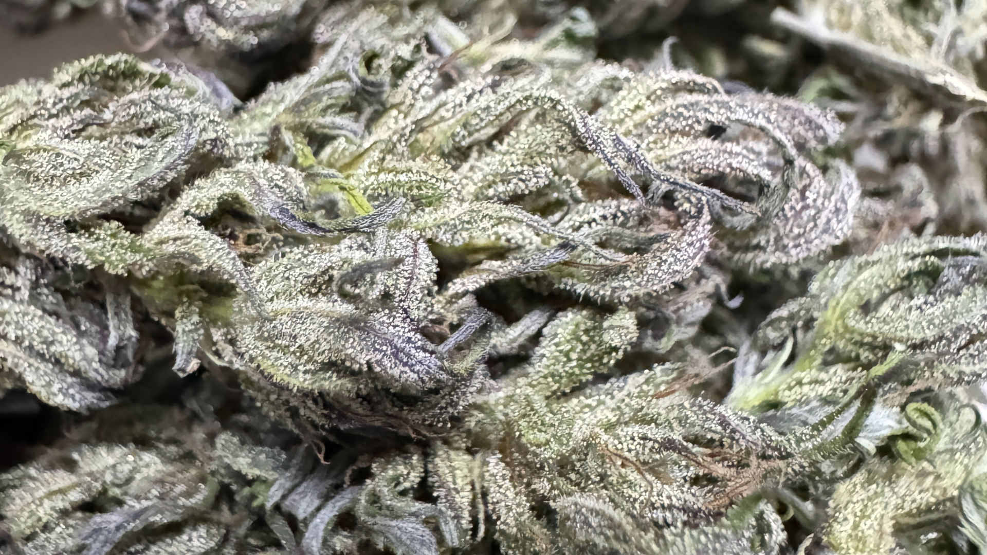 Cannabis trocknen