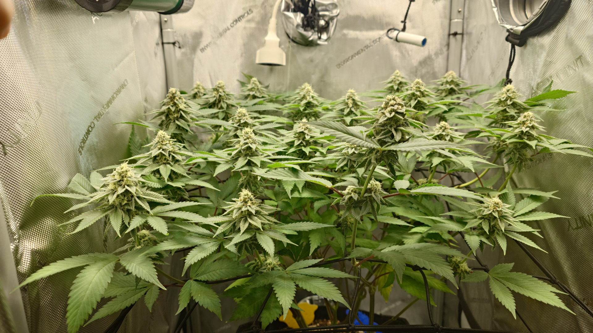 Cannabis trocknen mit Hanfpflanzen im Growzelt