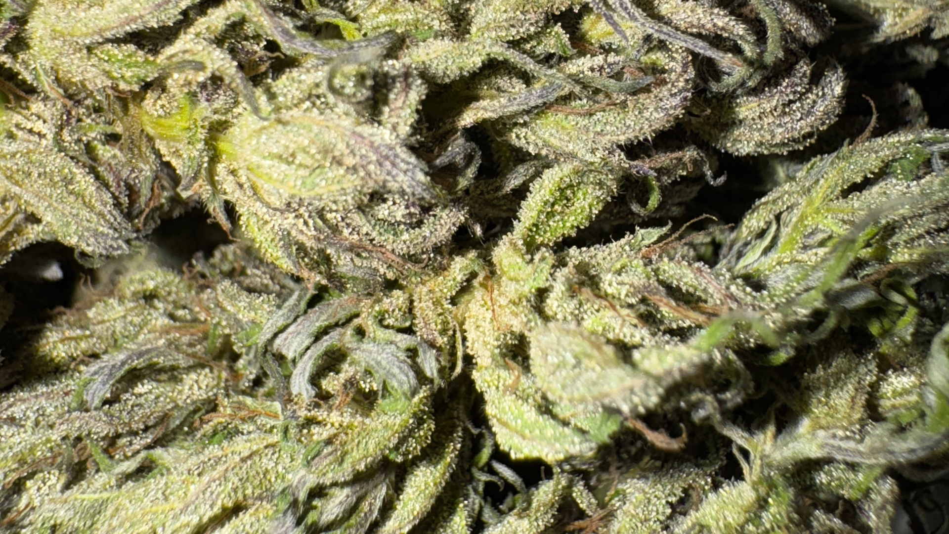 Cannabis trocknen