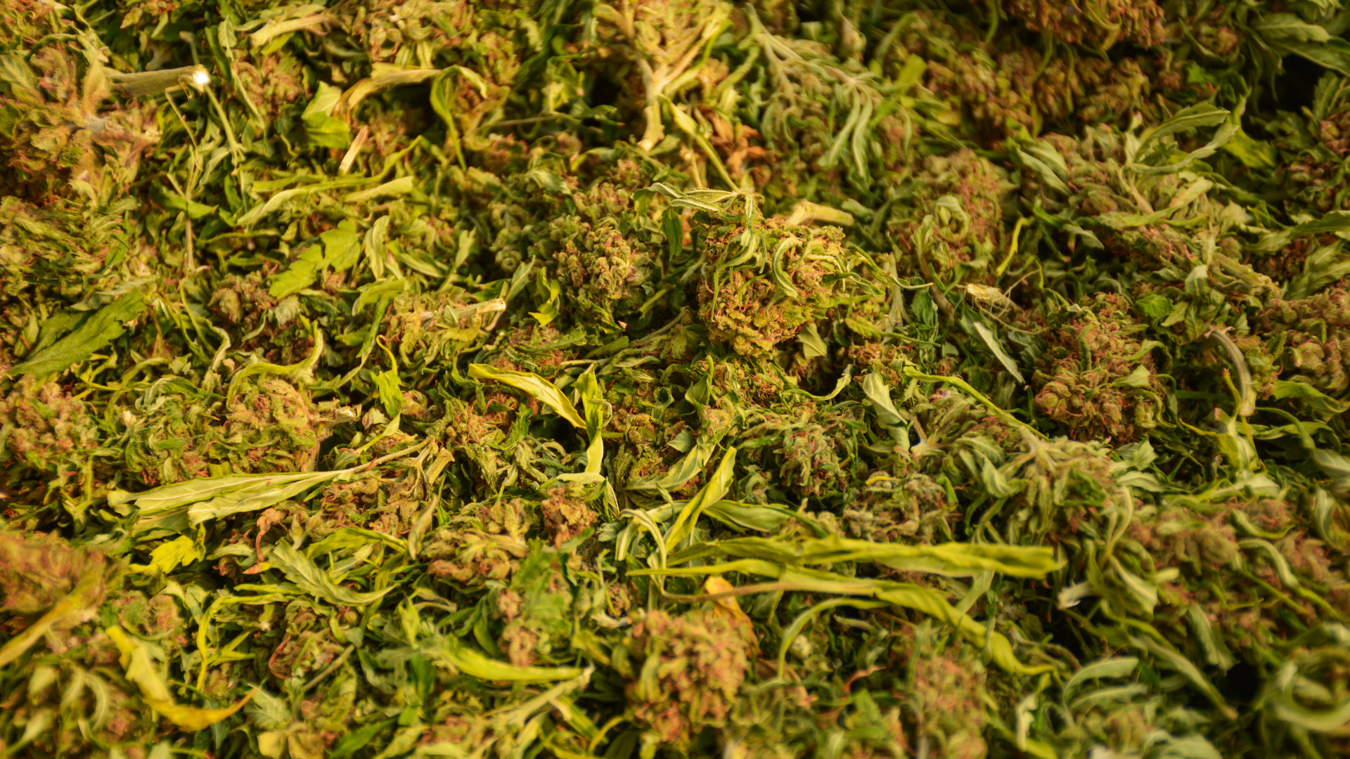 Hanfbuds