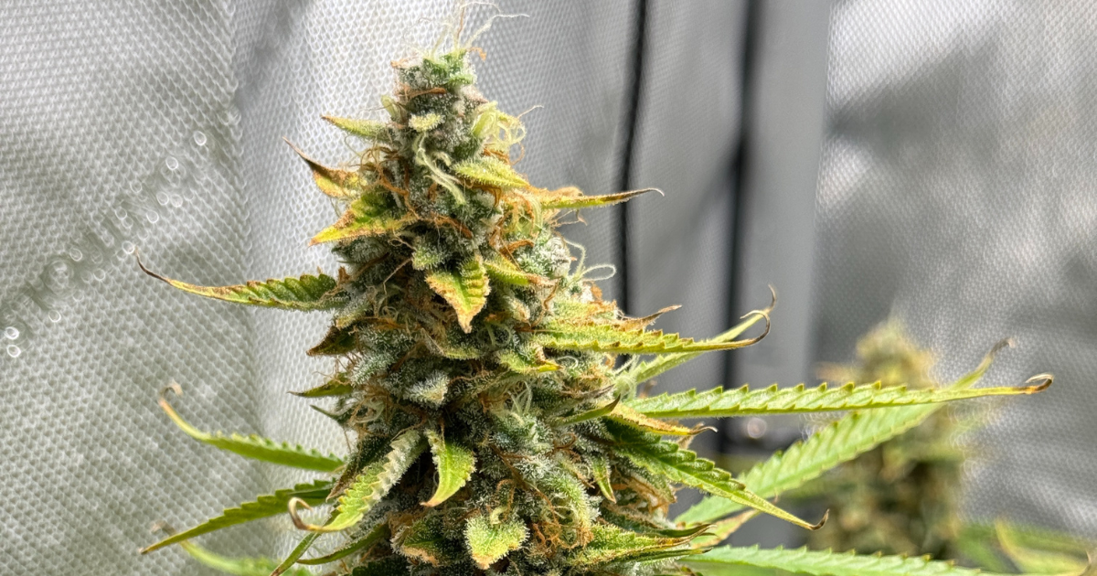 Fehler beim Cannabis Anbau