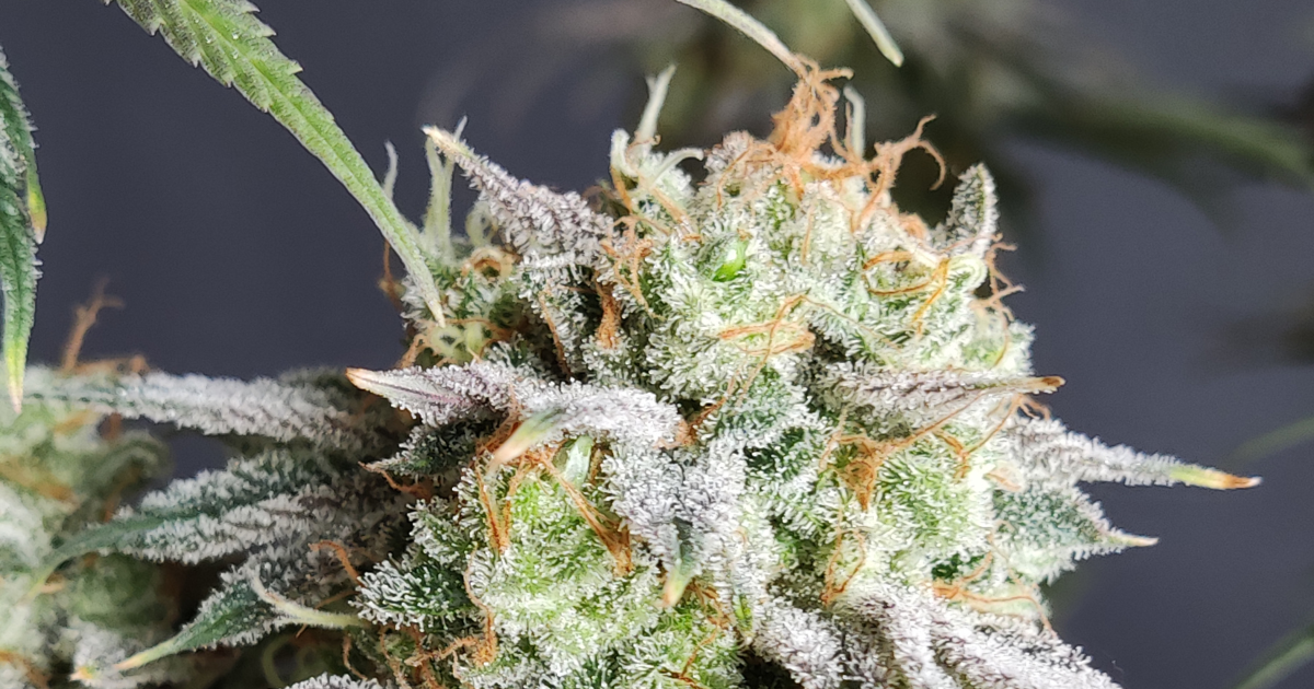 Fehler beim Cannabisanbau