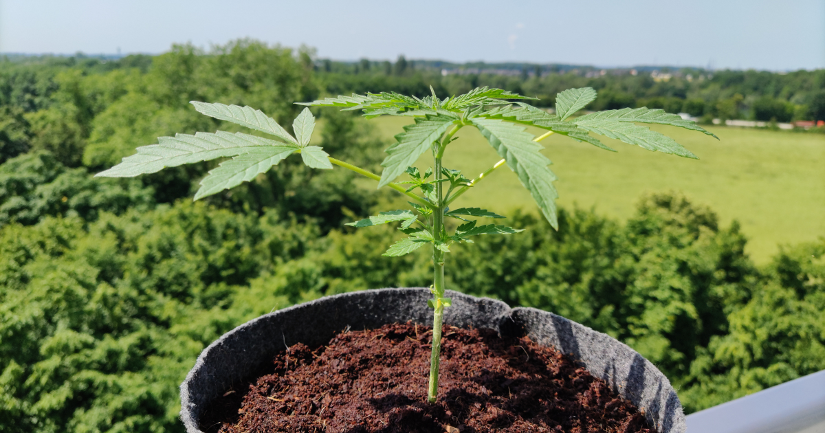 Fehler beim Cannabis anbauen