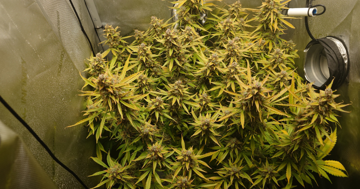 Fehler beim Cannabisanbau