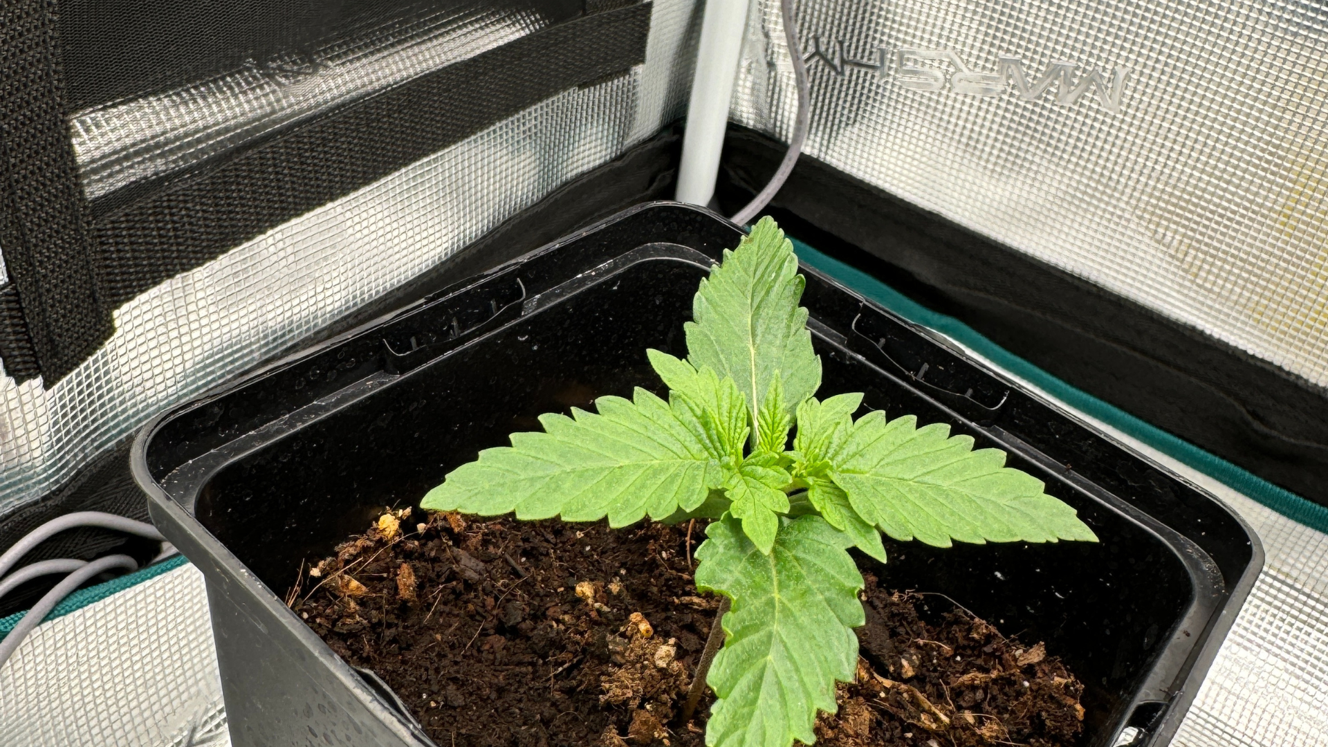 Grow Box selber bauen