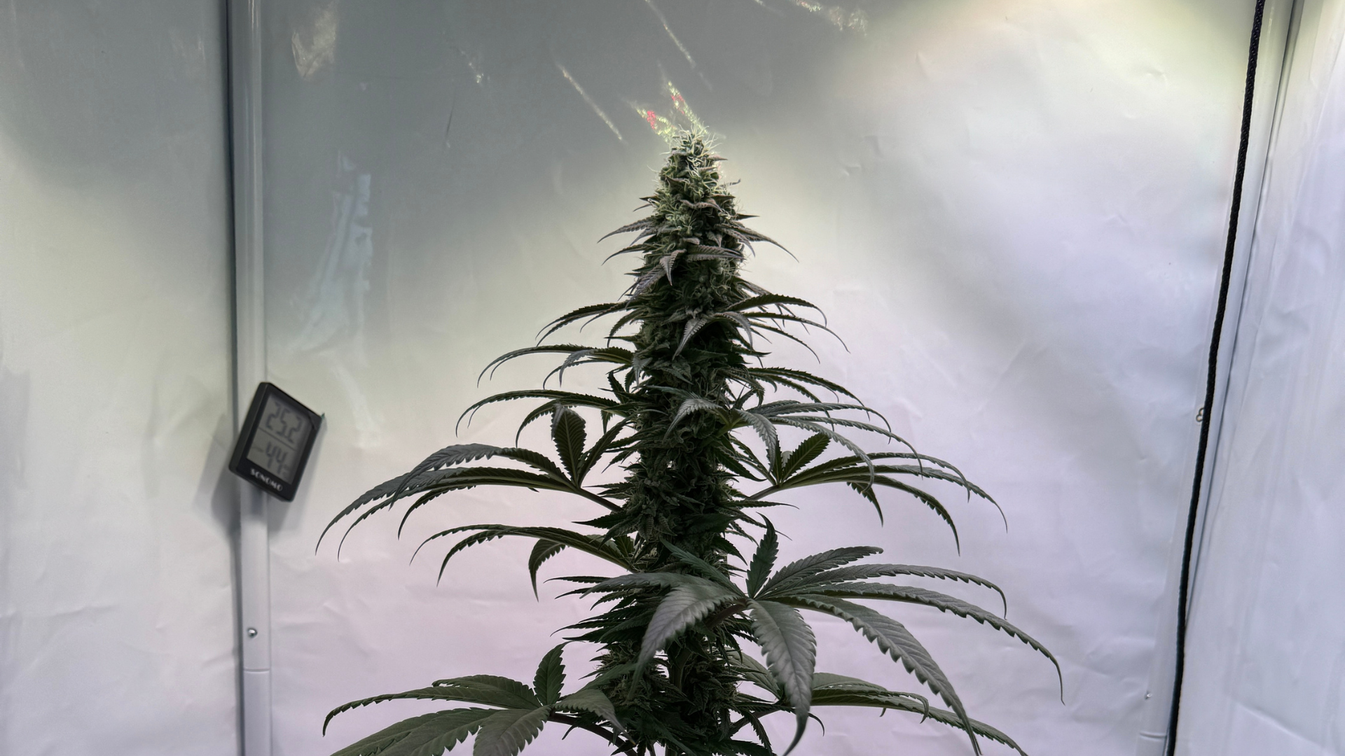 Grow box mit Hanfpflanze