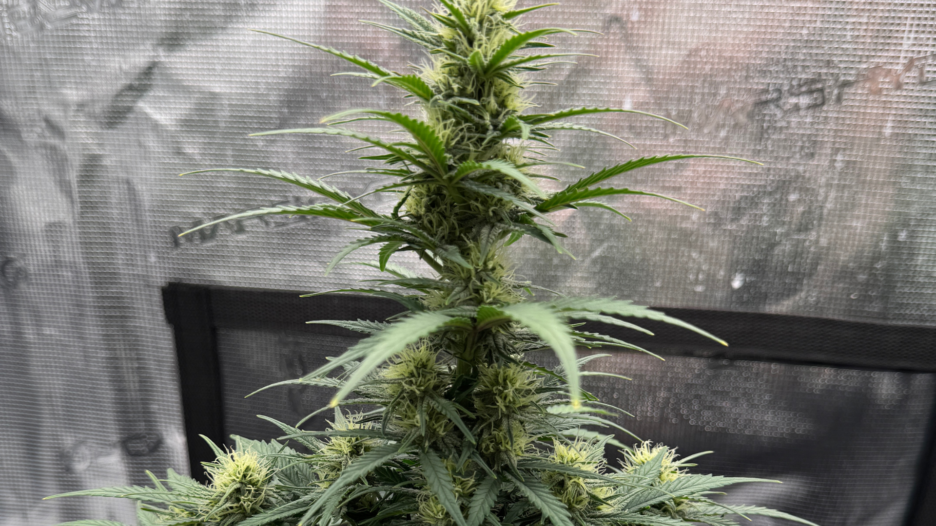 Hanfpflanze in einer Grow Box