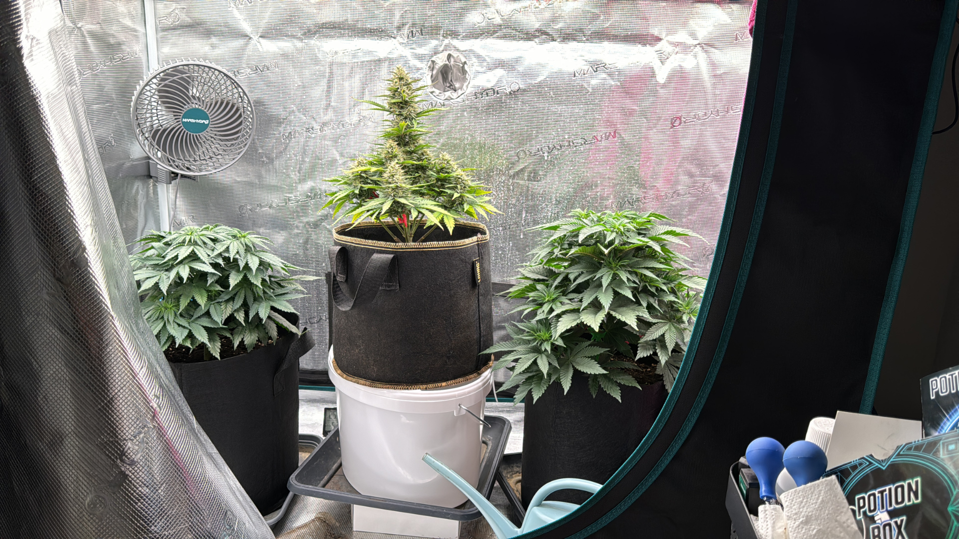 Hanfpflanzen in einer Indoor Grow Anlage