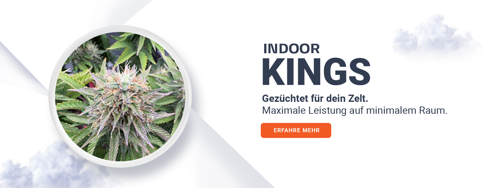 Autoflowering Cannabissamen