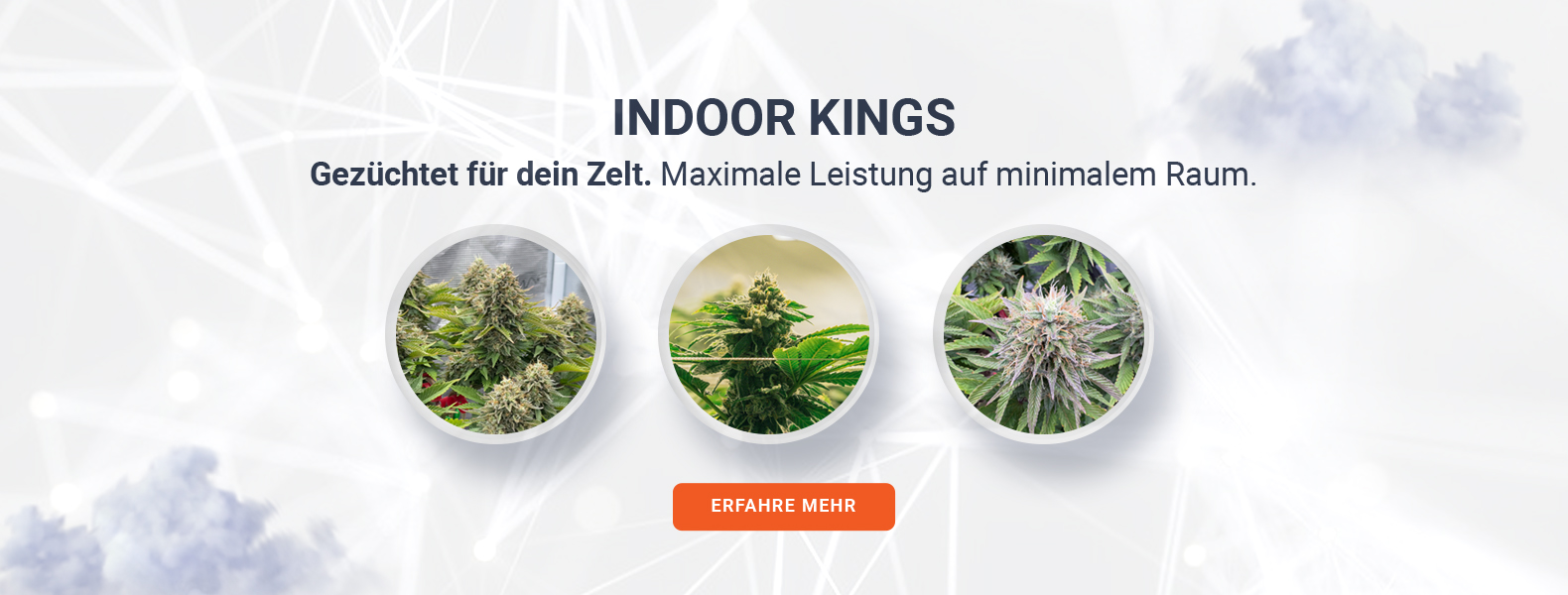 Hanf Indoor Kings