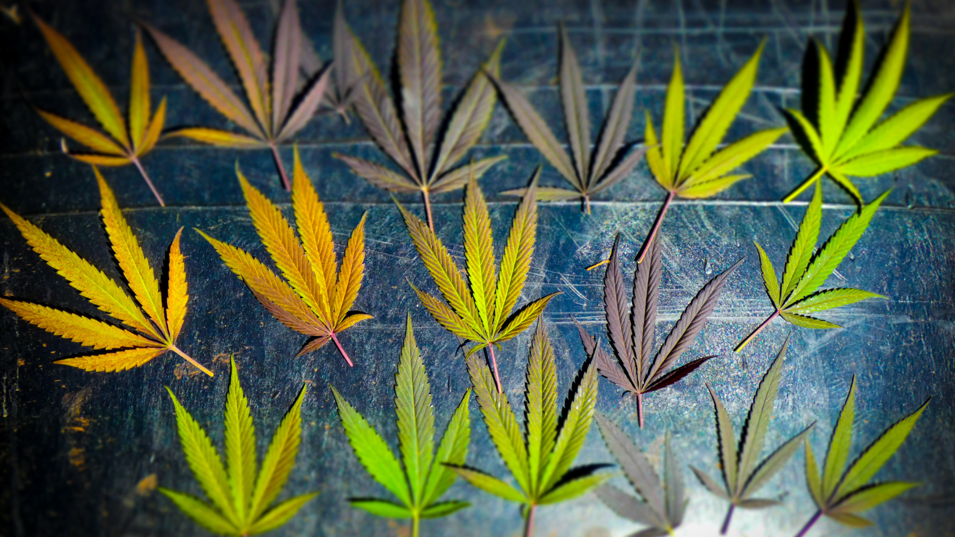 vergilbte Marihuana Blätter