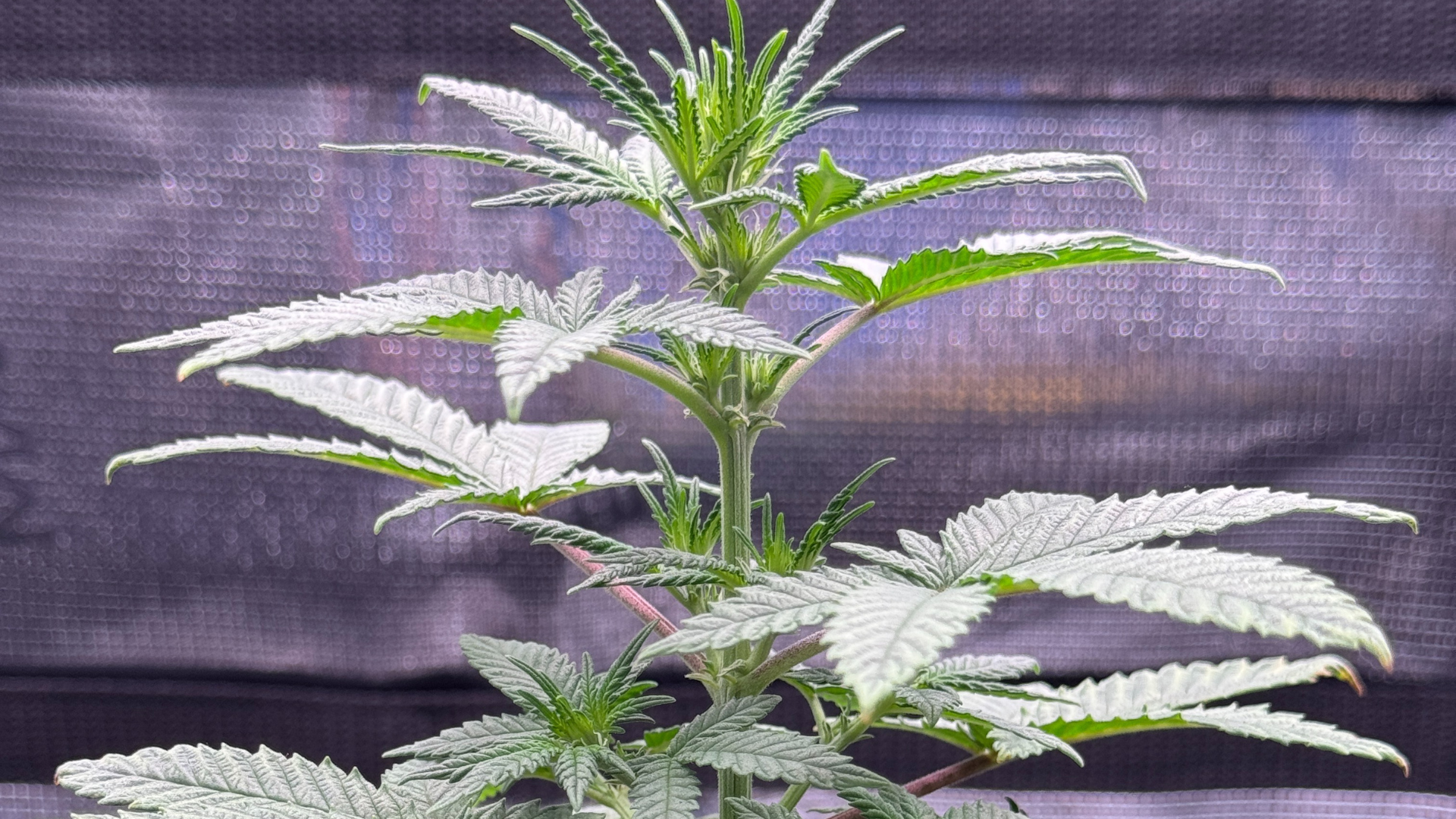 Eine noch nicht reife Hanfblüte