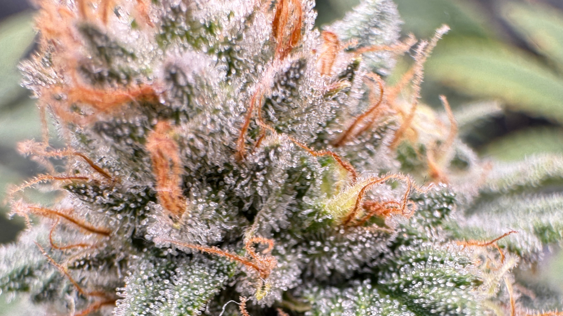 Trichome auf einer Hanfpflanze