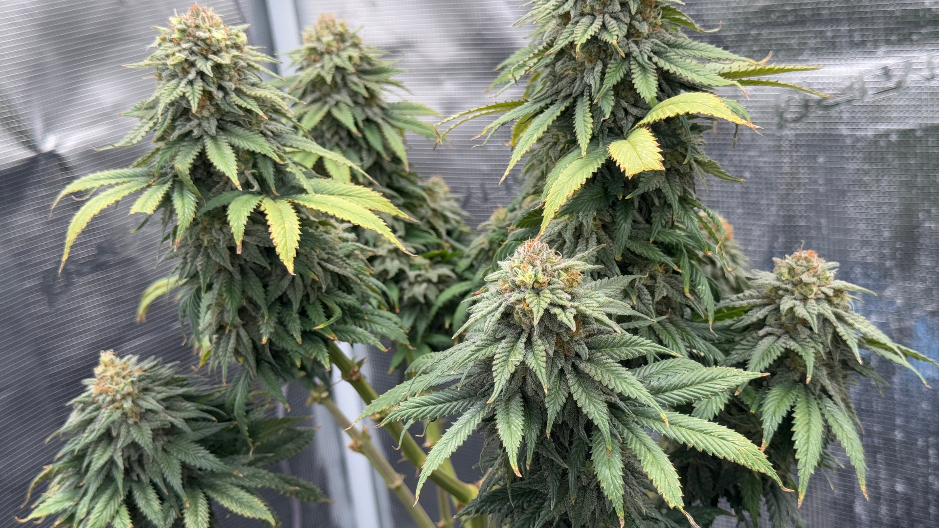 Reife Hanfblüte in einem Growzelt