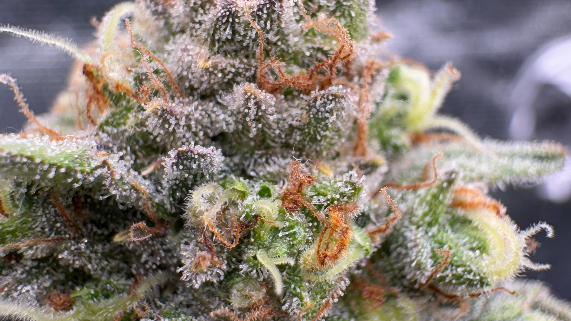 Trichome