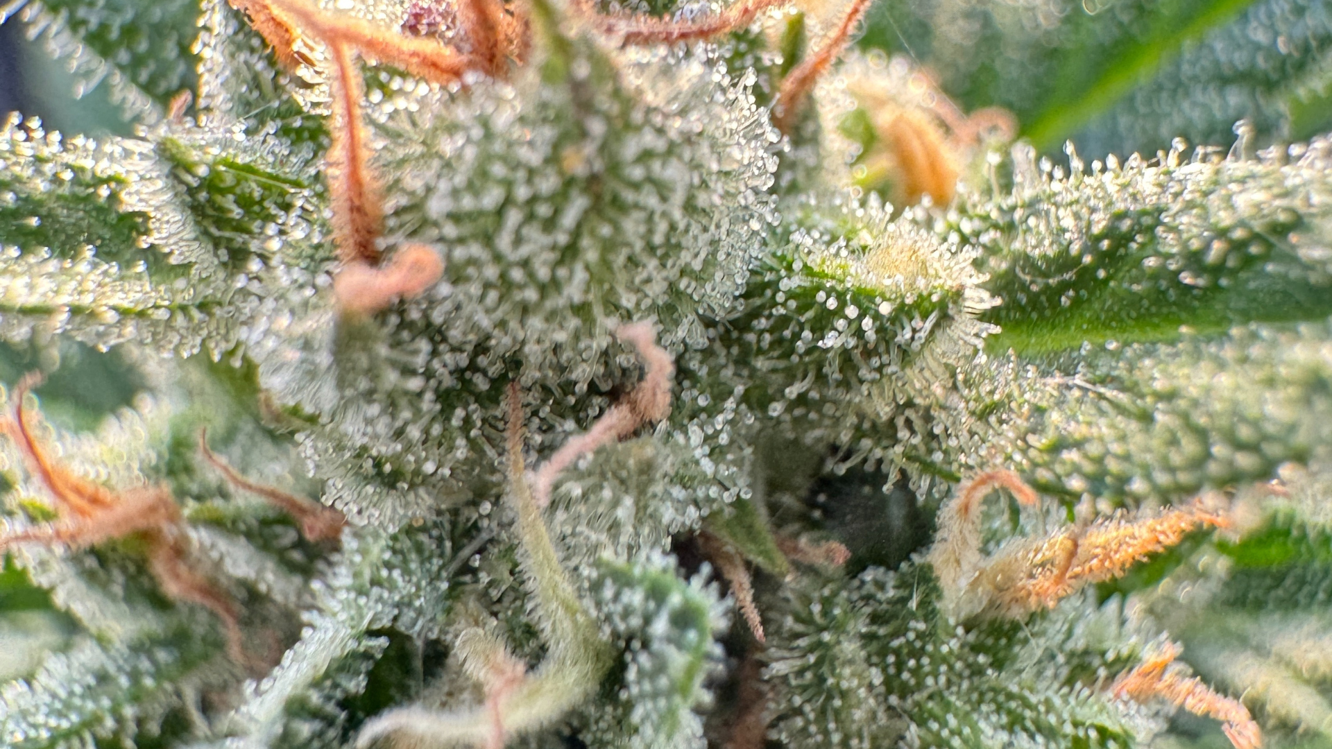 Trichome