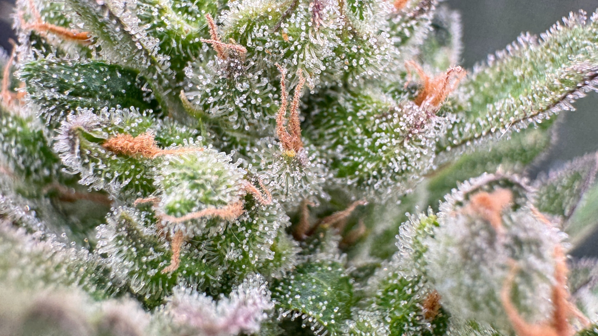 Trichome ganz Nahe