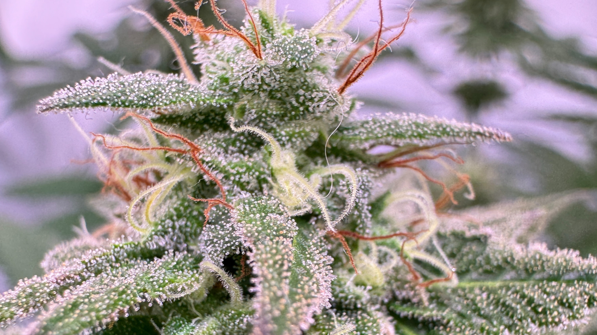 Trichome von ganz Nahe
